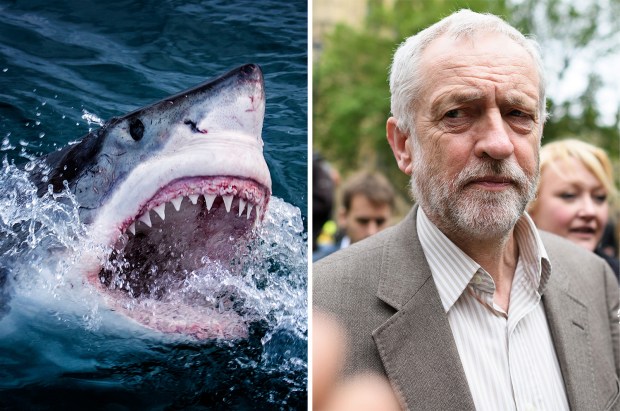 Great white shark and Jeremy Corbyn