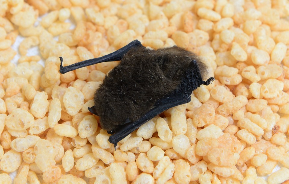  The 17-year-old said she 'screamed the house down' when she saw the bat - having never seen one in her life before