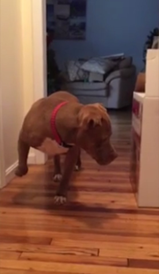 Pit Bull tip toeing