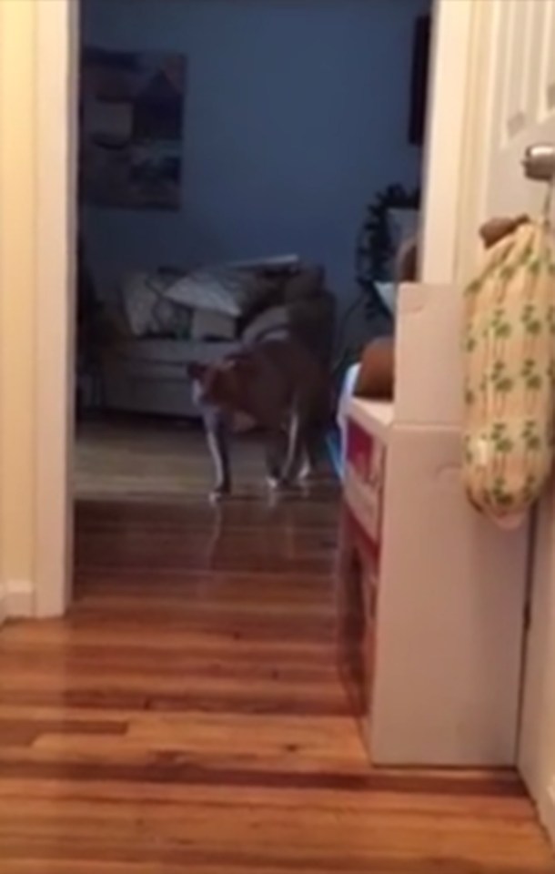 Pit Bull tiptoes past cat 