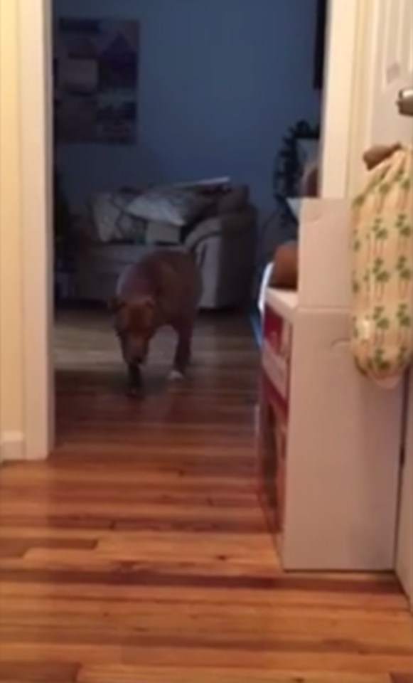 Pit Bull tiptoes past cat