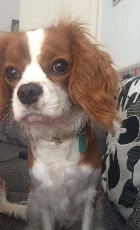  King Charles spaniel Holly was brutally kicked to death after Kai Tomlinson launched a frenzied attack on her