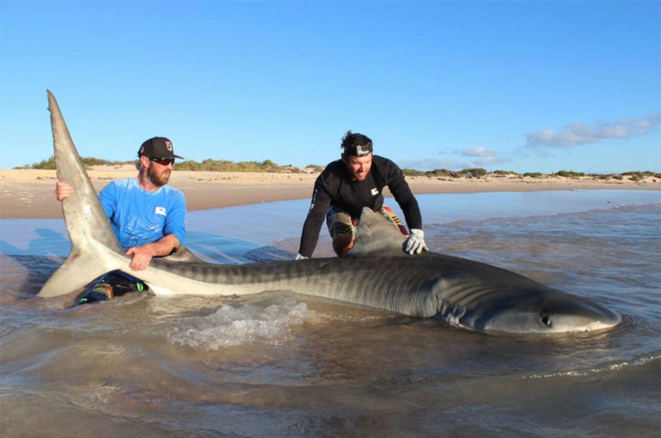  Some of the sharks that the two men caught were over five metres long