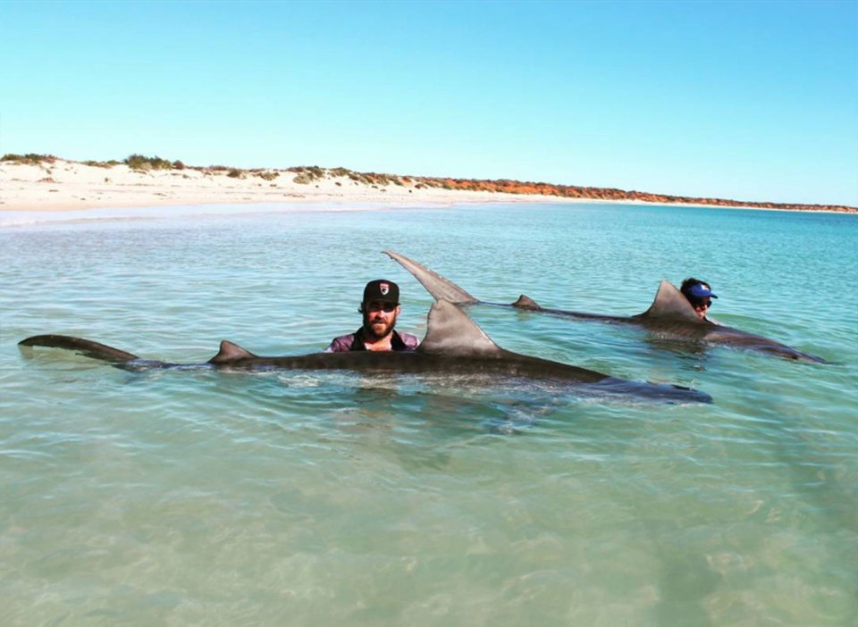  The pair lured the sharks with a line baited with stingrays, fish bones and heads