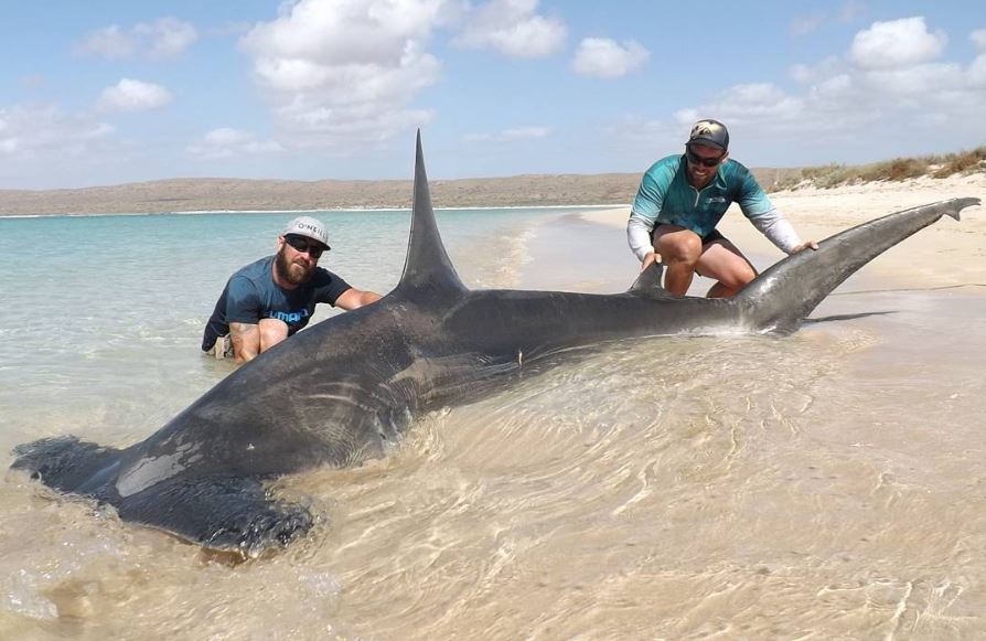  The pair pose with a basking shark