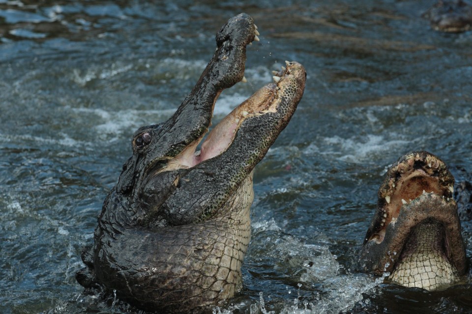  Six alligators have been pulled out of the water in a bid to catch the killer