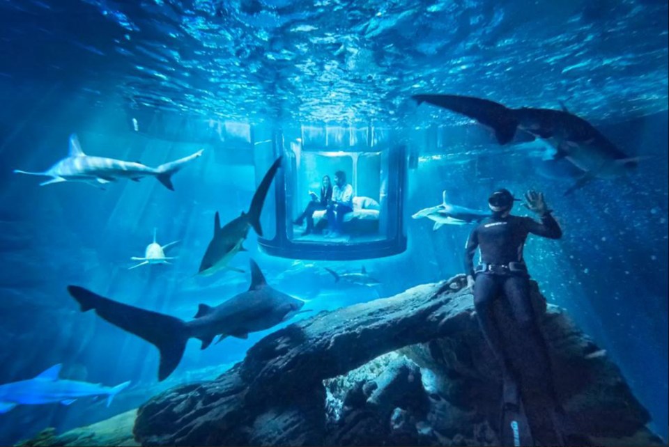  Would this shark-infested bedroom leave you feeling green around the gills?