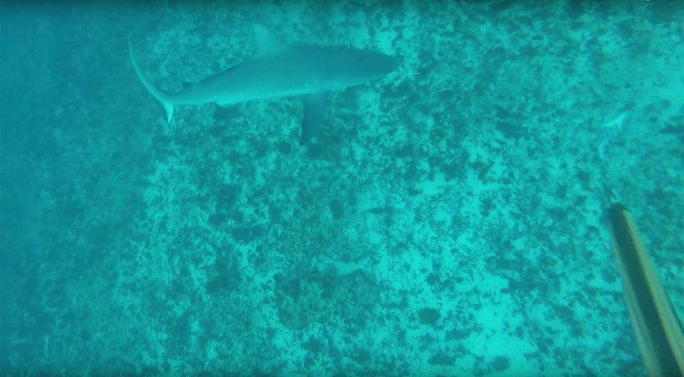  Stalking ... Fisherman Brad sneaks up on killer shark