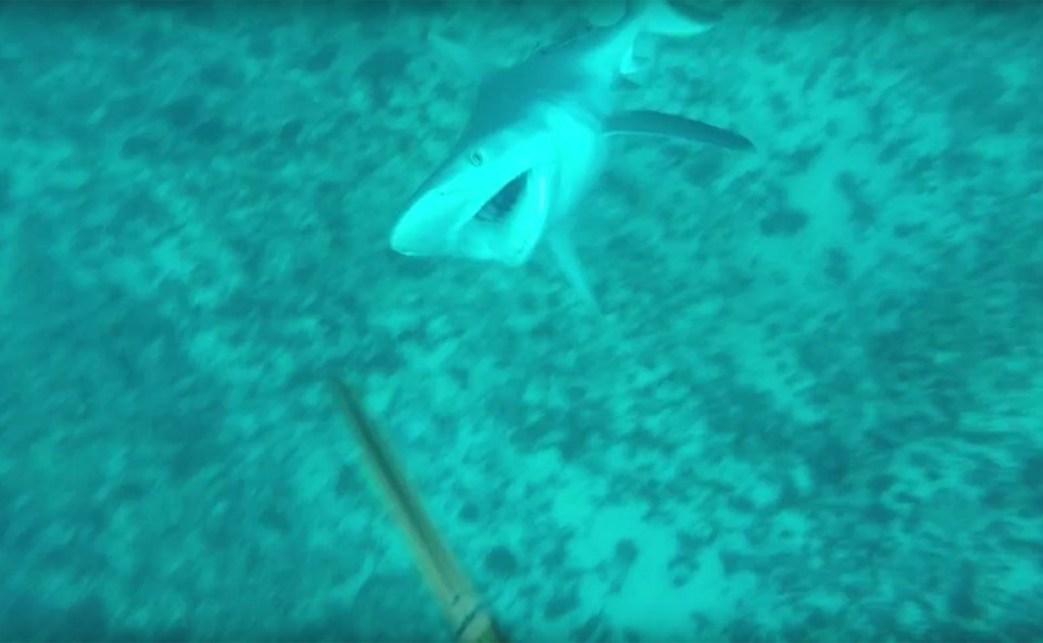  Attack ... Vicious reef shark lunges at teen fisherman