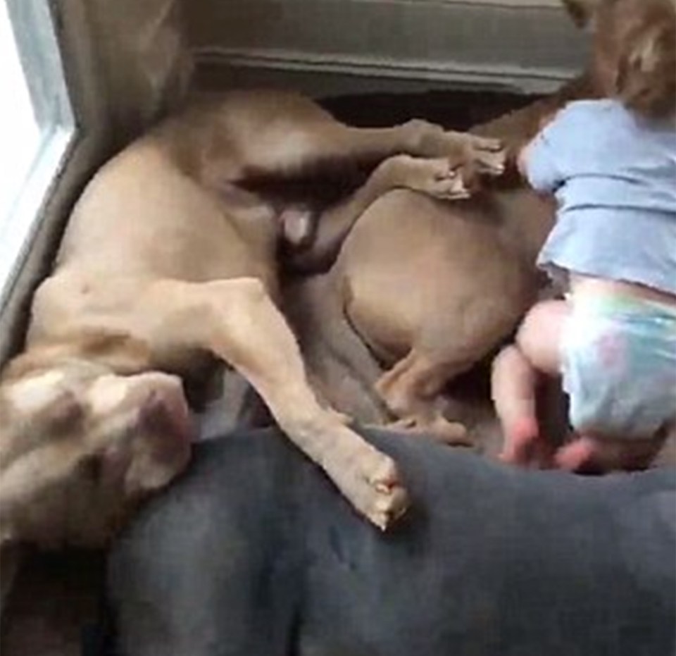 BABY SLEEPS WITH 4 PITBULLS