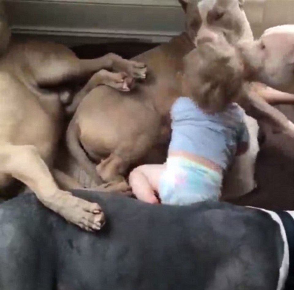 BABY SLEEPS WITH 4 PITBULLS