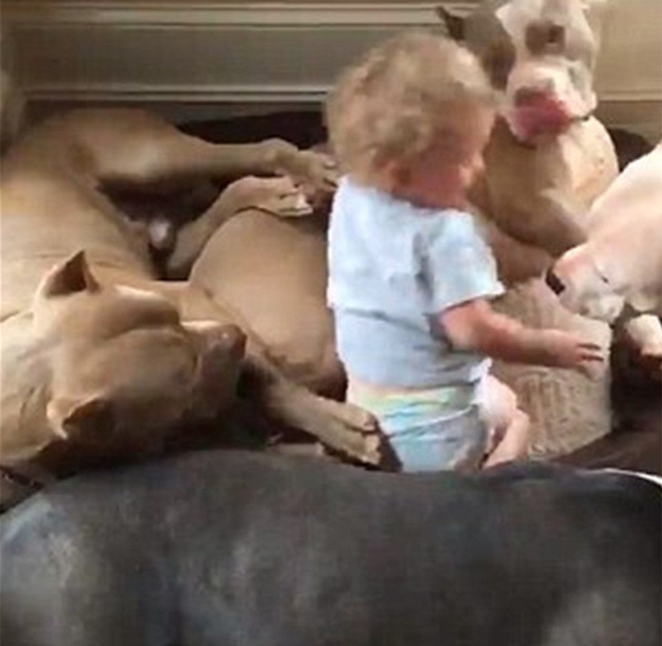 BABY SLEEPS WITH 4 PITBULLS