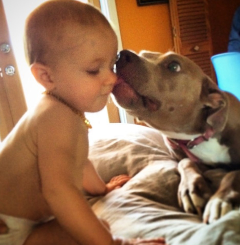 Babies with Pit Bulls