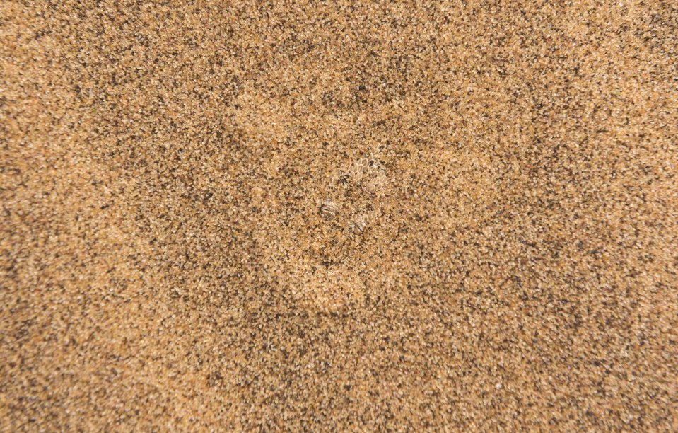  What animal do you think is lurking beneath the sand?