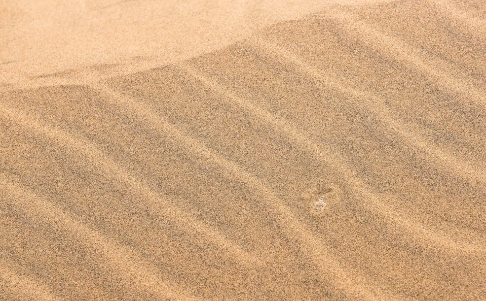 Wildlife photographer captured a Peringuey's adder 