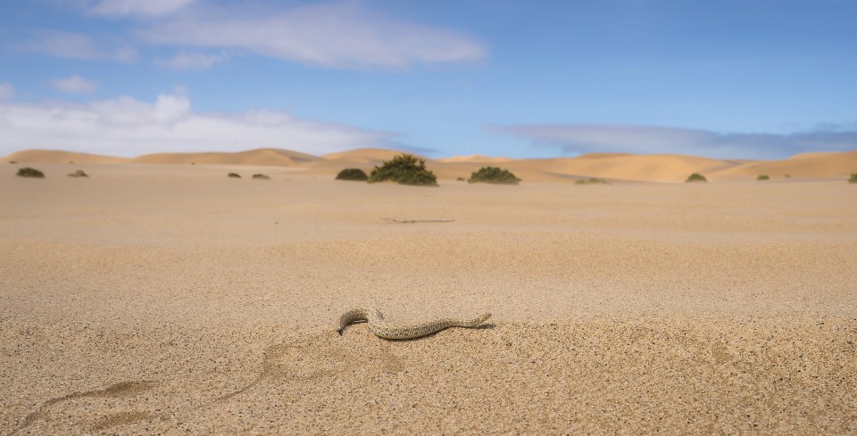  The Peringuey's adder was snapped in the Namib desert in Namibia