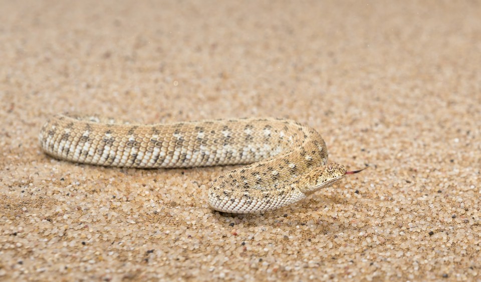 Wildlife photographer captured a Peringuey's adder 