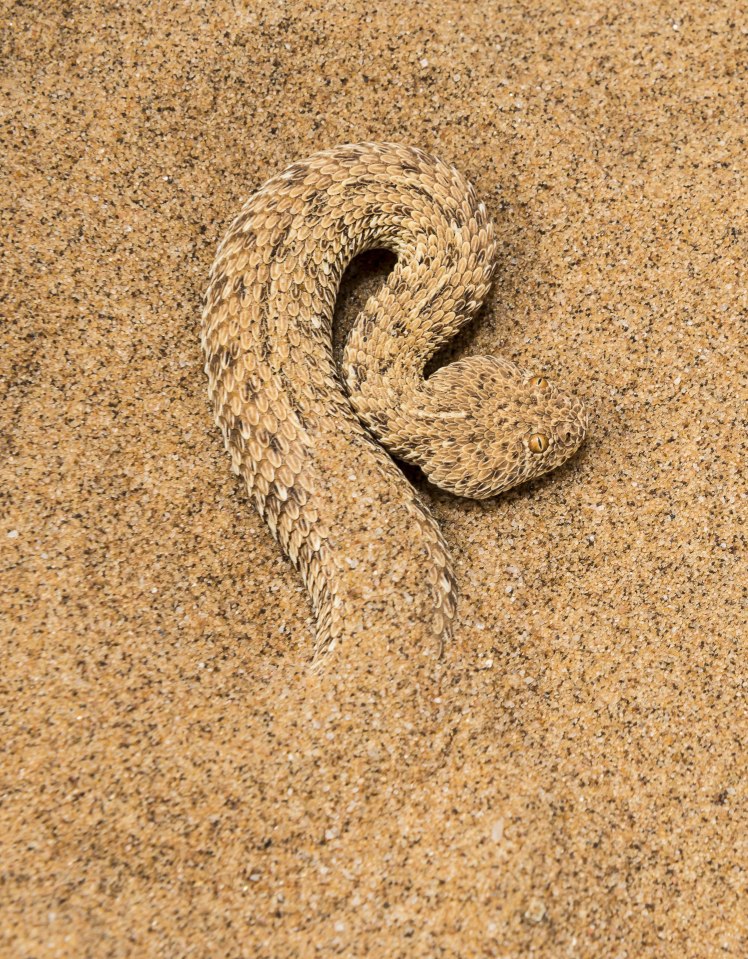 Wildlife photographer captured a Peringuey's adder 