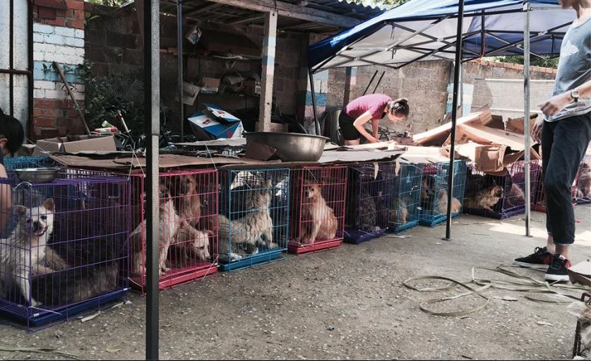  Animal activists joined Marc Ching and the Animal Hope and Wellness Foundation to rescue a pantry full of dogs