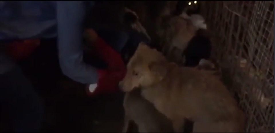  The activists are filmed rescuing the dogs from the overcrowded storeroom