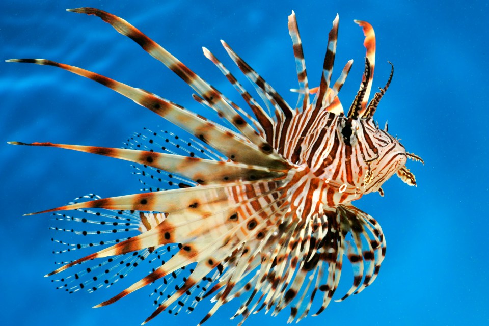  The Devil Firefish, otherwise known as a Lionfish, is attacking the Med