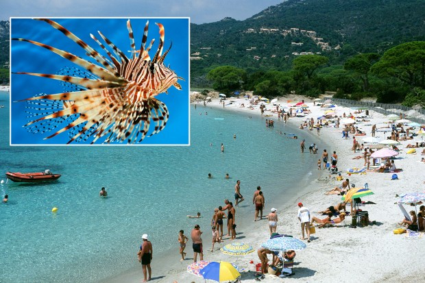 Watch out! The Devil Firefish is attacking the Mediterranean