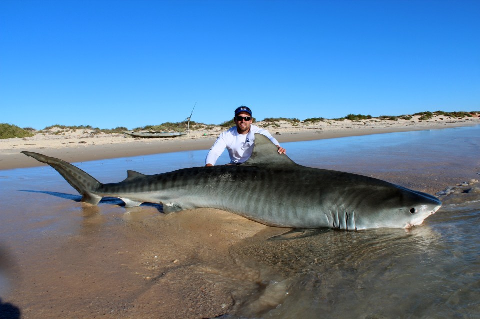  During their most recent trip to a beach around 500 miles north of Perth the pair managed to beat their personal bests for landing the magnificent fish