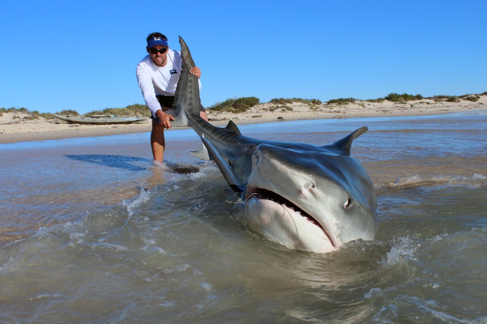  Famed anglers Jethro Bonnitcha, 30, and Joshua Butterworth, 29, managed to hook an impressive 10 tiger sharks in just a four-day fishing trip