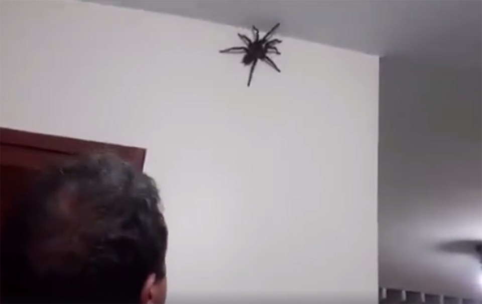  The man looks at the giant spider crawling up his wall