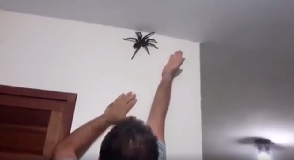  The massive critter crawls away as the man tries to reach it