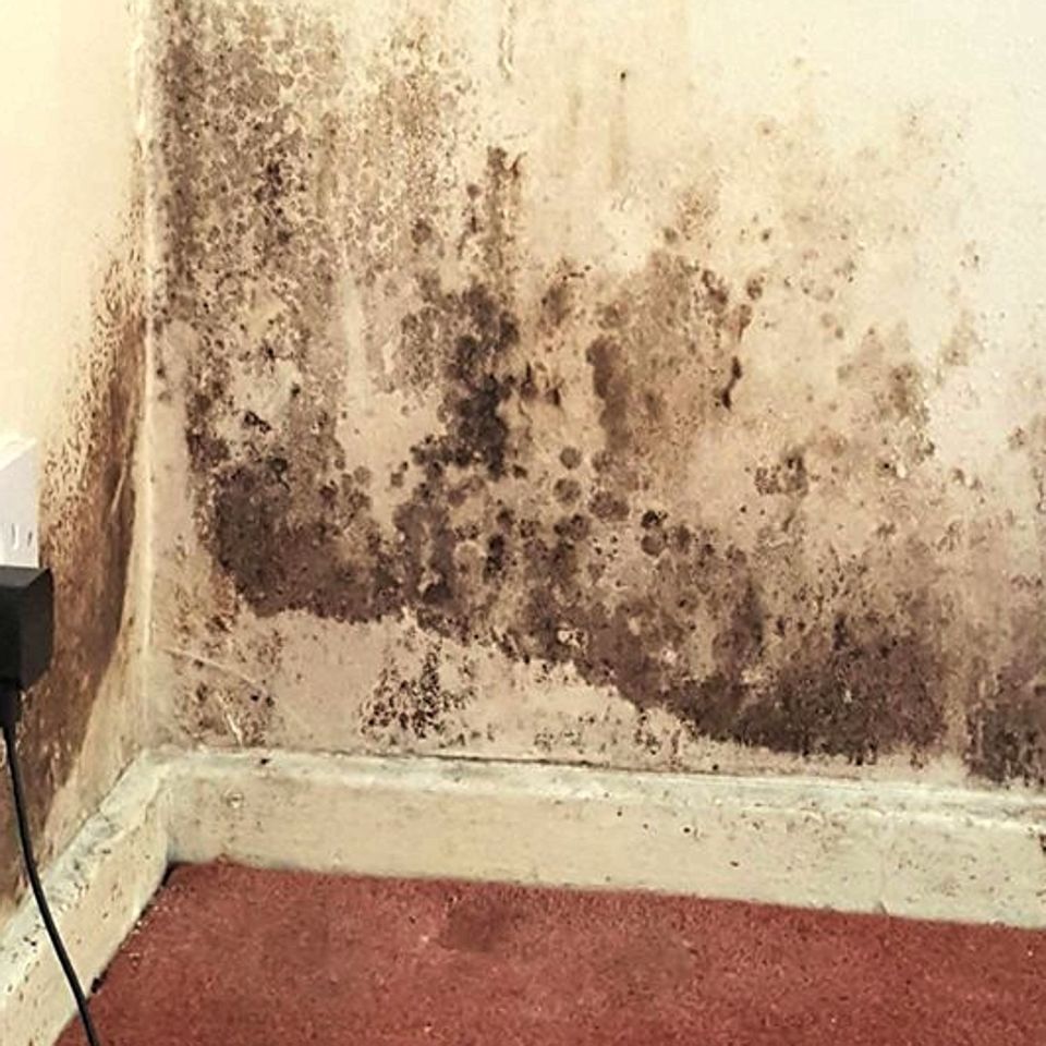  Mould on the walls of dilapidated Forces home