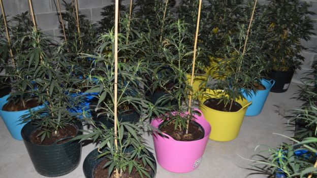  ...a concealed cannabis factory illegally tapped into the mains grid