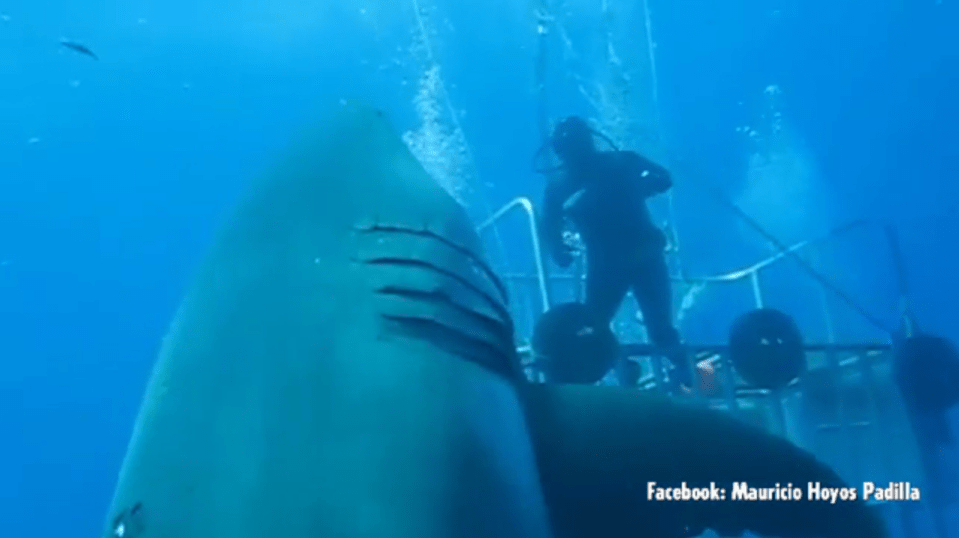  The current record holder for the world's biggest shark is Deep Blue (pictured) which is 20ft long