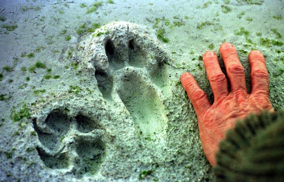  A paw print from a large animal, thought to be a big cat, was found outside Newquay zoo in 1997