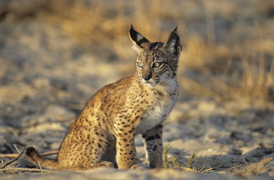  The public have been warned not to approach a lynx on the loose in Devon after it escaped from a Dartmoor Zoo