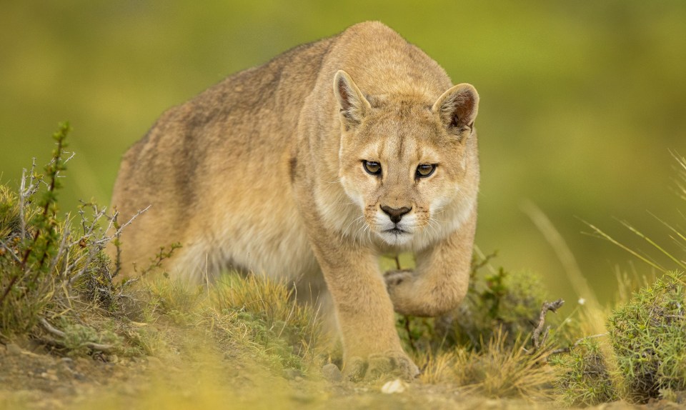  A puma - not the Beast of Bodmin - prowling in the wild presumably looking for it's next meal