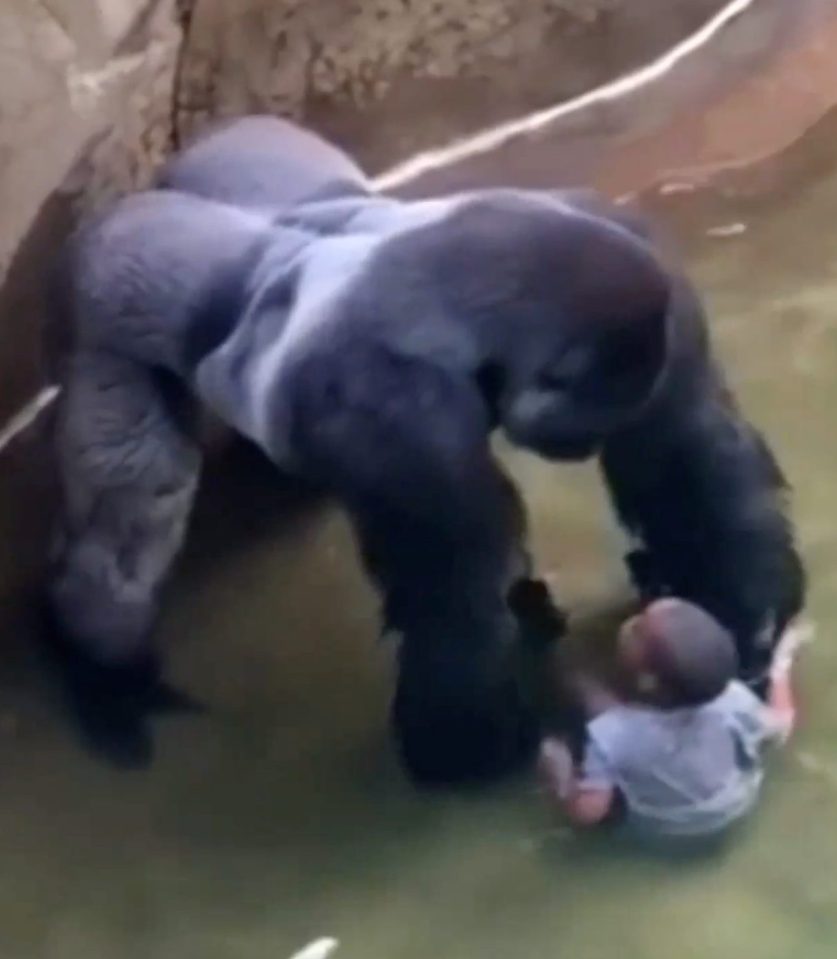  'Protector' ... Some experts say Harambe was trying to look after little Isaiah