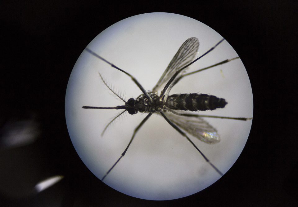  Mosquitoes commonly known to carry Zika do not live in Britain but scientists fear tourists will become infected and bring the virus back to their countries