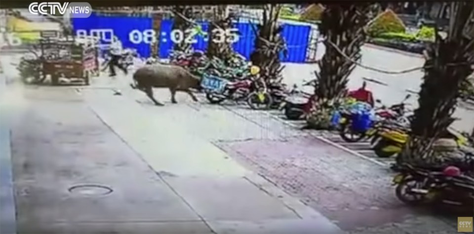 The bull turns towards the road, butting through a line of parked motorbikes