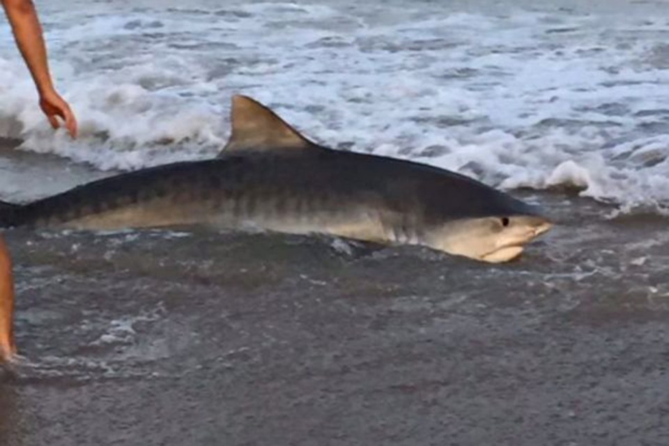  The fishermen let the 11ft marine creature back into the ocean