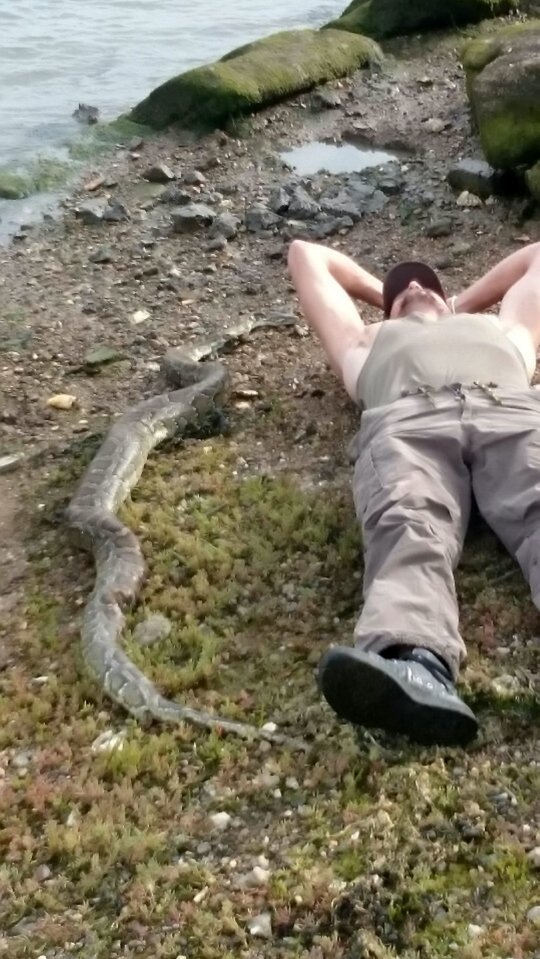  One of the walkers, Ross, lay beside the monster to show off the sea serpent's massive length