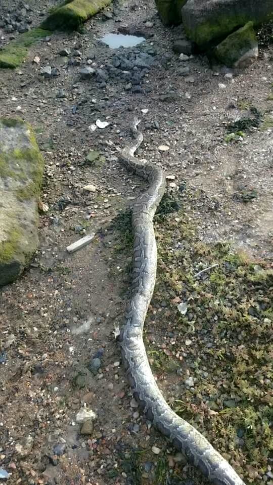  The brother's had a shock as they tread their usual coastal route - when they stumbled into an 8ft PYTHON that had been washed up by the tide.