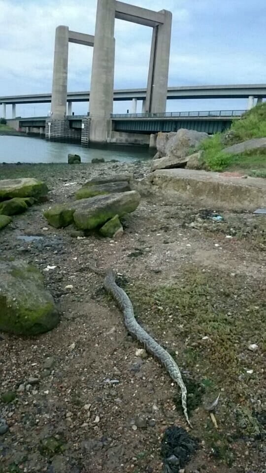  The giant snake was discovered by two step-brothers as they dog-walked along the coast in Kent