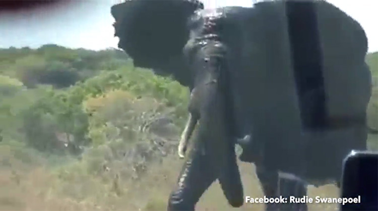  The bull elephant's terrifying charge was caught on camera