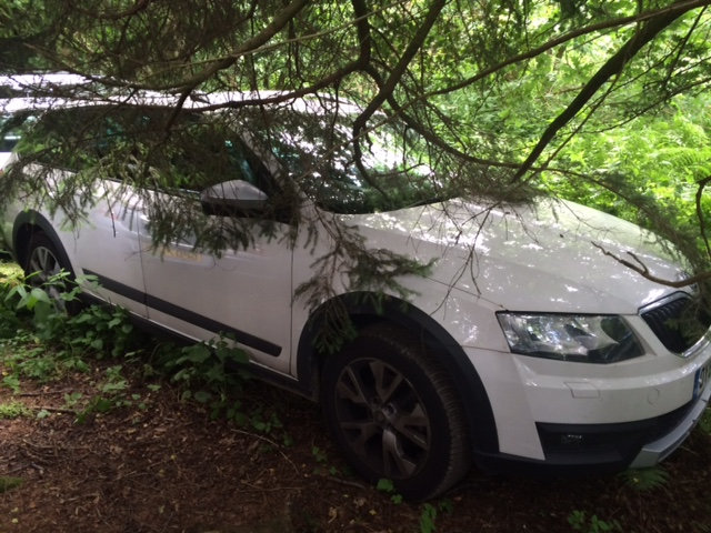  More pics have emerged of cars dumped under trees and jammed into one another