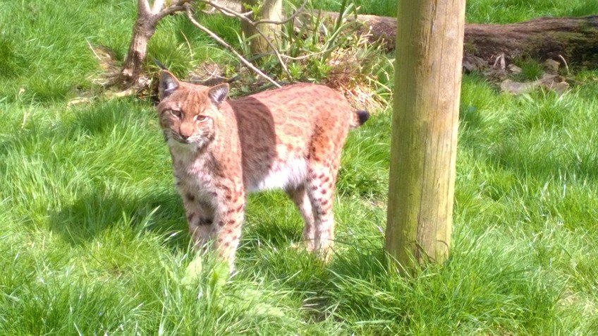  The missing lynx - pictured here before it dug its way out - is still on the run