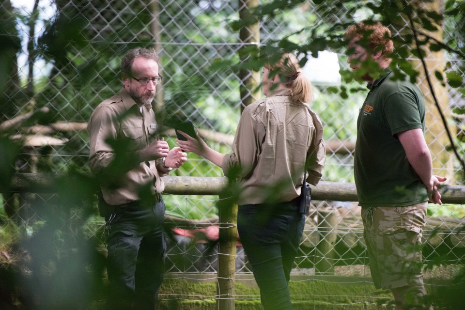  Two-year-old male Flaviu is not the first animal to escape Dartmoor Zoo