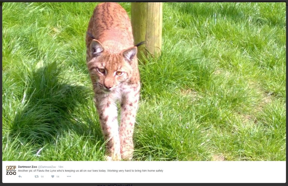  The lynx, called Flaviu, arrived at Dartmoor Zoo, Sparkwell, Devon, on Wednesday