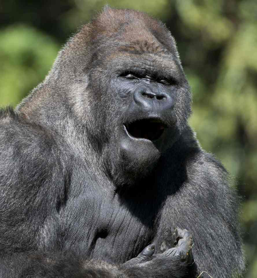  Silverback ... Bantu was much loved in the city of Chapultepec as their zoo's main attraction