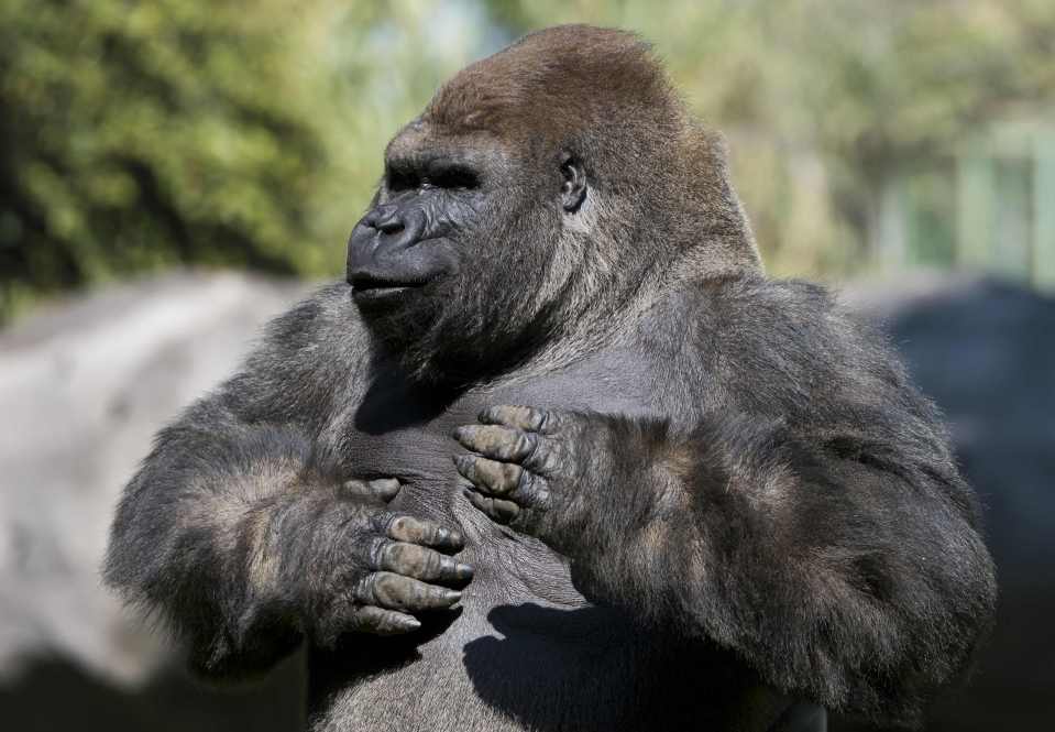  Impressive beast ... Bantu died as vets were about to move him to another zoo